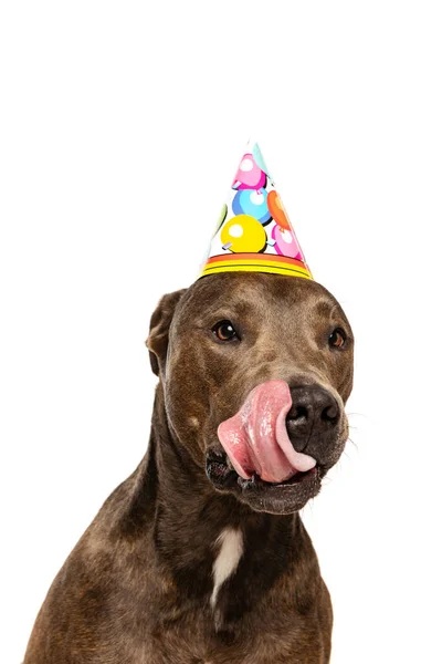 Studio Shot Purebred Dog American Pit Bull Terrier Posing Birthday — Stock Fotó