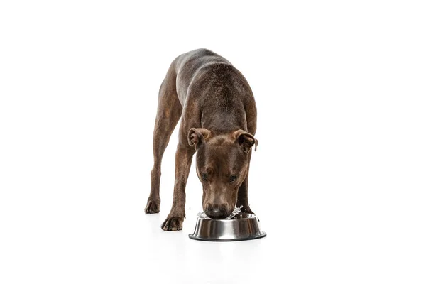 Studio Shot Beautiful Purebred Dog American Pit Bull Terrier Posing — Fotografia de Stock