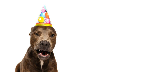 Studio shot of purebred dog, american pit bull terrier, posing in birthday hat isolated over white background. Growling. Concept of movement, pets love, animal life, beauty, dogshow. Copy space for ad