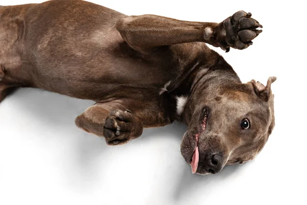 Studio Shot Purebred Dog American Pit Bull Terrier Lying Floor — Stock Photo, Image