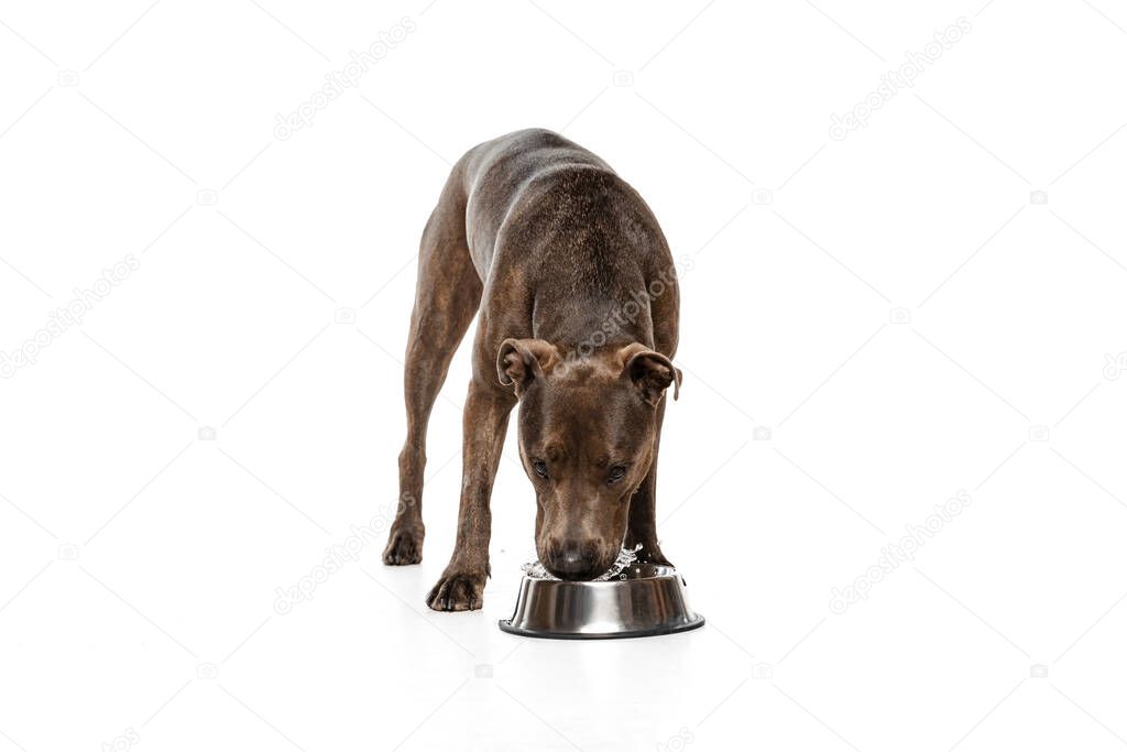Studio shot of beautiful, purebred dog, american pit bull terrier, posing isolated on white background. Drinking water. Concept of movement, pets love, animal life, beauty, dogshow. Copy space for ad