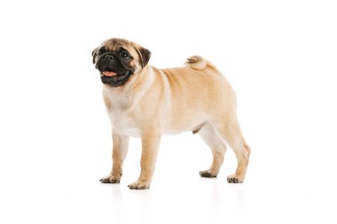 Studio shot of beautiful, purebred dog, pug, posing isolated over white background. Breathing with tongue sticking out. Concept of movement, pets love, animal life, beauty, Copy space for ad