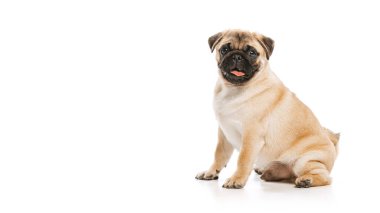 Studio shot of beautiful, purebred dog, pug, calmly sitting, posing isolated over white background. Concept of movement, pets love, domestic animal life, beauty, domestic pet. Copy space for ad