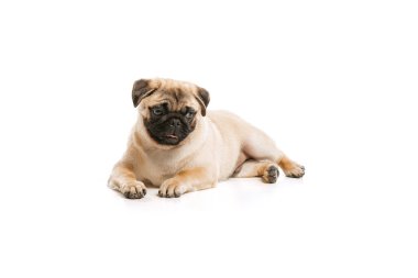 Studio shot of cute purebred dog, pug, posing isolated over white background. Calmly lying on floor. Concept of movement, pets love, domestic animal life, beauty, domestic pet. Copy space for ad