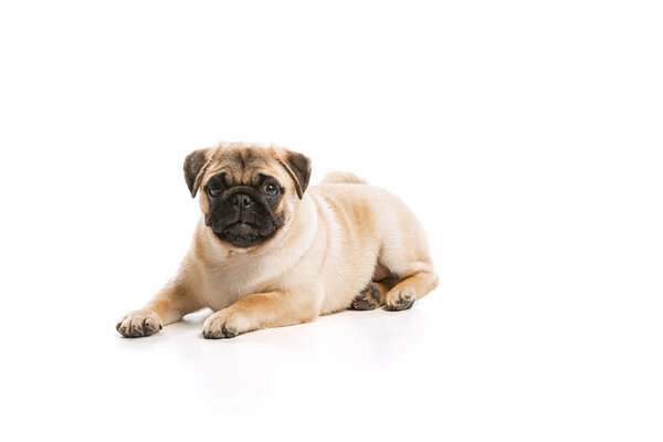 Studio shot of beautiful, purebred dog, pug, calmly lying, posing isolated over white background. Concept of movement, pets love, domestic animal life, beauty, domestic pet. Copy space for ad