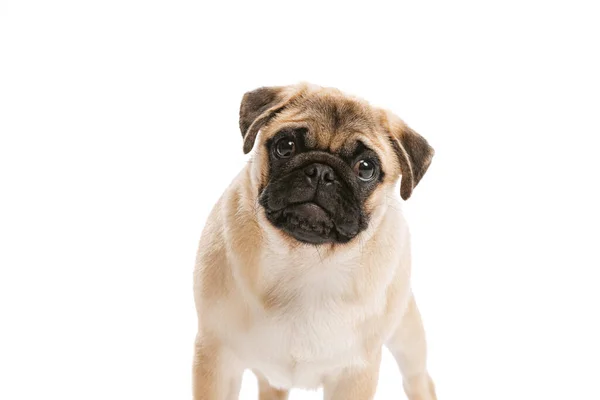 Studio Shot Purebred Dog Pug Posing Isolated White Background Attentively —  Fotos de Stock