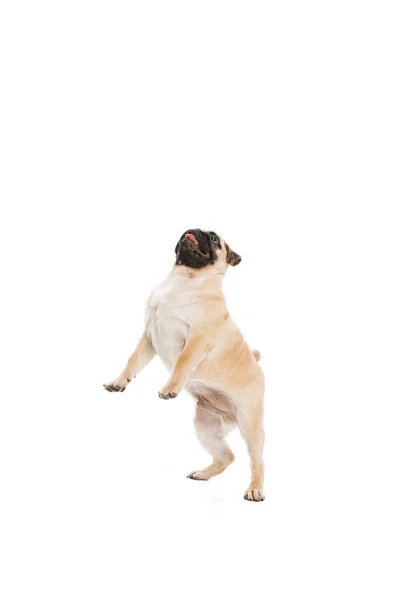 Studio Shot Purebred Dog Pug Posing Standing Hind Legs Isolated — 스톡 사진