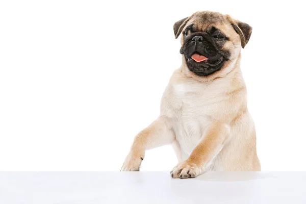 Studio Shot Cute Purebred Dog Pug Posing Sticking Tongue Isolated — Stock Fotó