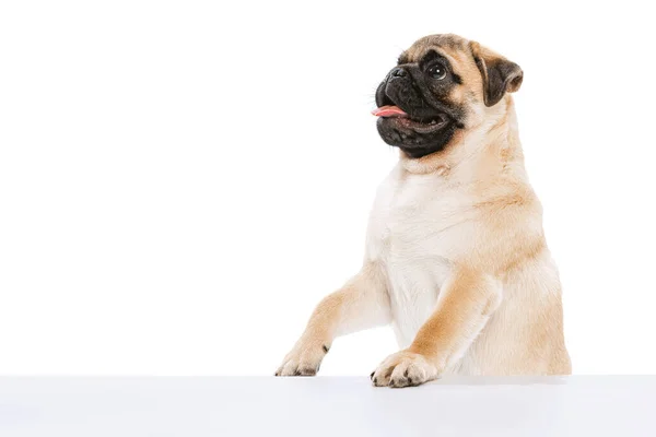 Studio Shot Purebred Dog Pug Posing Sticking Tongue Isolated White — Stock Fotó