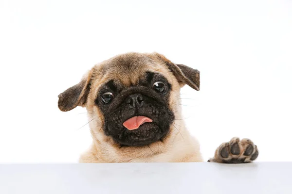 Studio Shot Funny Purebred Dog Pug Posing Sticking Out Tongue — Photo