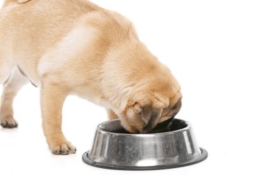 Studio shot of purebred dog, pug, posing, drinking water isolated over white background. Close up, side view. Concept of movement, pets love, domestic animal life, domestic pet. Copy space for ad