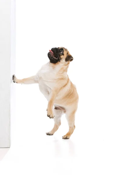 Studio Shot Cute Purebred Dog Pug Posing Leaning Wall Isolated — Zdjęcie stockowe