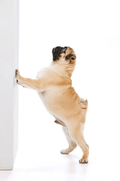 Studio Shot Cute Purebred Dog Pug Posing Leaning Wall Isolated — 图库照片