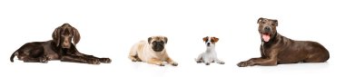Collage. Studio shot of beautiful, calm, purebred dogs lying on floor, posing isolated over white background. Concept of motion, movement, pets love, animal life. Copy space for ad