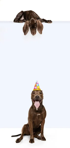 Collage Cheerful Funny American Pit Bull Terrier Celebration Hat Posing — Stockfoto
