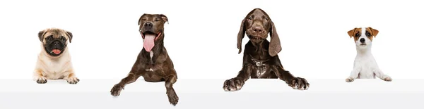 Collage Studio Images Four Purebred Dogs Peeking Out Table Posing — Stock Fotó