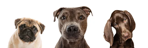 Collage Beautiful Purebred Dogs Pug American Pit Bull Terrier Weimaraner — Stockfoto