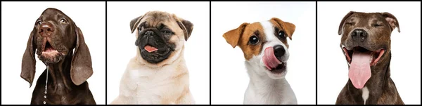 Collage Cute Playful Smiling Purebred Dogs Posing Isolated White Studio — ストック写真