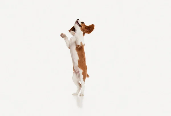 卡瓦利耶国王查尔斯 斯皮尼的可爱的狗的肖像 后腿站在白色的工作室背景之上 运动的概念 动物生命 广告的复制空间 — 图库照片