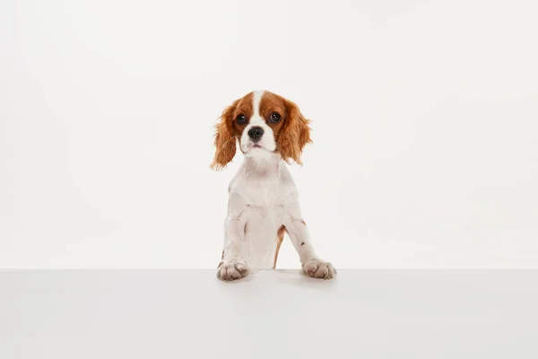 Портрет Милой Собаки Кавалера Короля Чарльза Спаниеля Изолирован Белом Фоне — стоковое фото