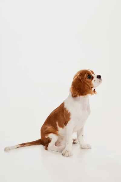 Retrato Cão Bonito Cavalier Rei Charles Spaniel Calmamente Sentado Isolado — Fotografia de Stock