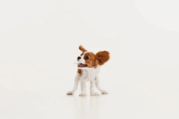 Портрет Милого Собаку Короля Кавальє Чарльза Спаніеля Ізольований Над Білим — стокове фото