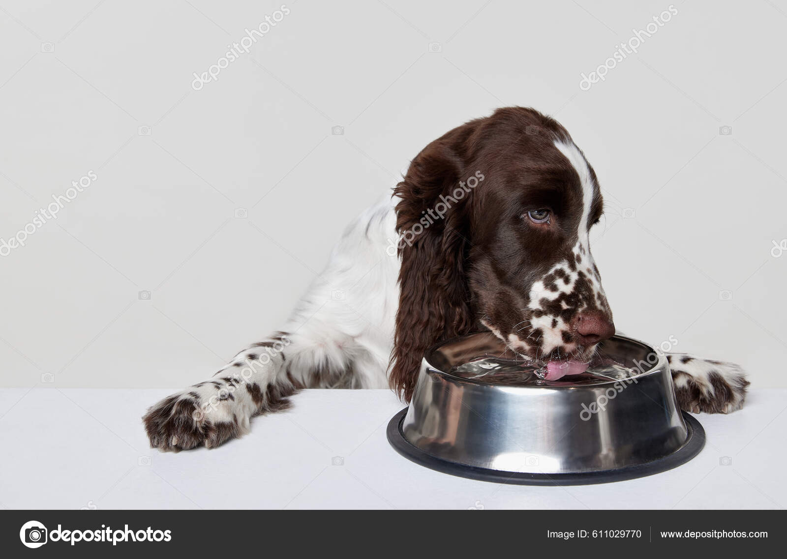 Portrait Purebred English Springer Spaniel Dog Drinking Water Bowl