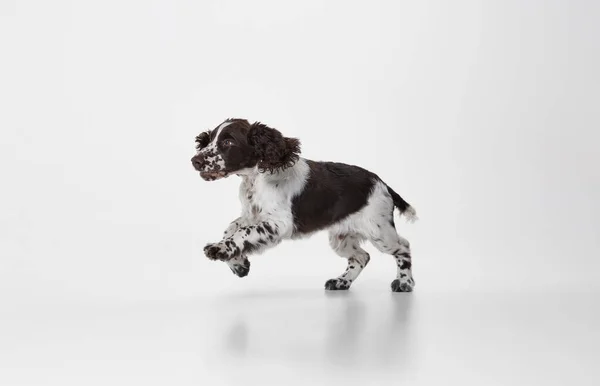 Retrato Puro Sangue Inglês Springer Spaniel Cão Alegremente Correndo Isolado — Fotografia de Stock