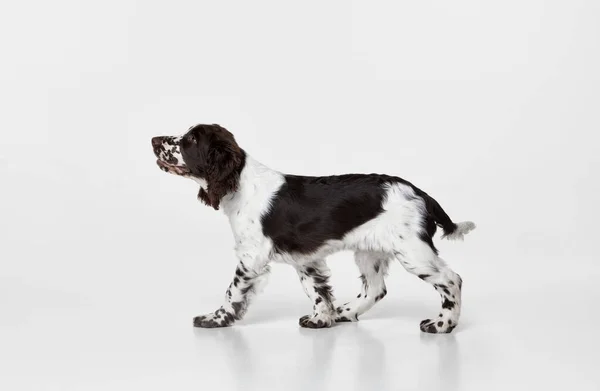 Portret Angielskiego Psa Springer Springer Spokojnie Spacerującego Patrzącego Górę Odizolowanego — Zdjęcie stockowe