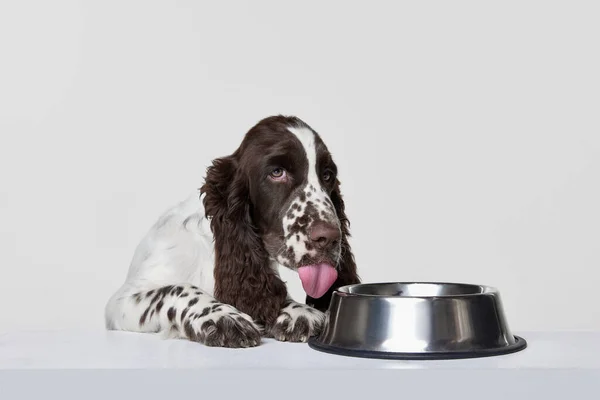 纯正的英式斯普林格猎犬的肖像 它的舌头伸出在水碗附近 与灰色背景隔离 运动的概念 家养宠物 动物生活 广告的复制空间 — 图库照片