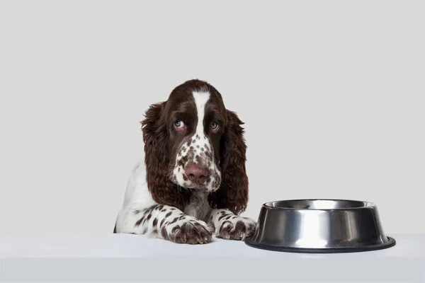 纯正的英式斯普林格猎犬靠在桌子上喝水的肖像 与灰色背景相分离 运动的概念 家养宠物 动物生活 广告的复制空间 — 图库照片