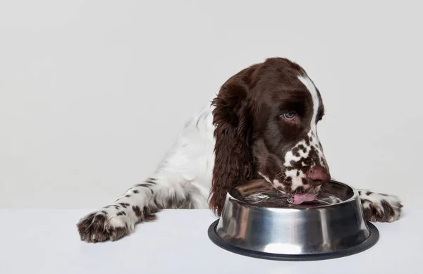 纯正的英式斯普林格猎犬犬在灰色背景下从碗中喝水的肖像 运动的概念 家养宠物 动物生活 广告的复制空间 — 图库照片