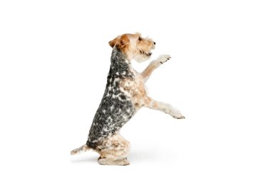 Beyaz arka planda izole edilmiş güzel, safkan Fox Terrier köpeğinin stüdyo fotoğrafı. Arka ayakların üzerinde oturuyorsun, yoldaş. Hareket, güzellik, veteriner, cins, hayvan hayatı kavramı. İlan için alanı kopyala
