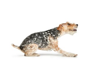 Beyaz arka planda izole edilmiş güzel, şirin, safkan Fox teriyer köpeğinin stüdyo fotoğrafı. Evcil hayvan arkadaşı, yoldaş. Hareket, güzellik, veteriner, cins, hayvan hayatı kavramı. İlan için alanı kopyala