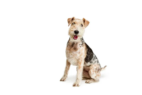 Estúdio Tiro Raça Pura Bonito Cão Terrier Fox Posando Isolado — Fotografia de Stock