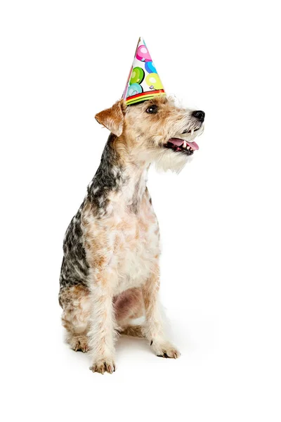 Studyjne Ujęcie Pięknego Psa Rasy Fox Terrier Pozującego Urodzinowej Czapce — Zdjęcie stockowe