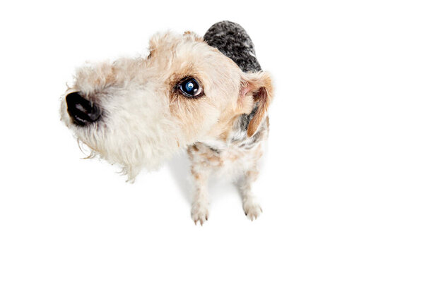 Studio shot of beautiful purebred Fox terrier dog posing isolated over white background. Closeup. Looking at camera. Concept of motion, beauty, vet, breed, animal life. Copy space for ad
