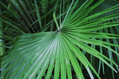 Palmiye yaprağı, dallı palmiye yaprağı, yeşil bitkiler, doğal yeşil, tropik bitki