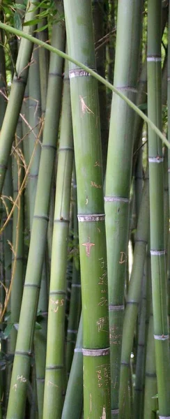 Bambusowe Pnie Bambus Bambusowe Drzewa Zielone Bambusy Zielone Rośliny Las — Zdjęcie stockowe