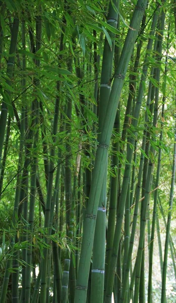 Tronchi Bambù Bambù Bambù Bambù Verdi Piante Verdi Foresta Bambù — Foto Stock