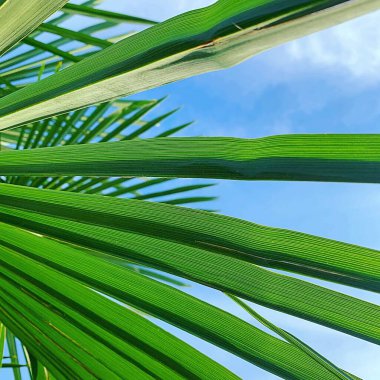 Palmiye yaprağı, dallı palmiye yaprağı, yeşil bitkiler, doğal yeşil bitki, tropik bitki, yeşil palmiye ağaçları, mavi gökyüzünün arka planında palmiye ağaçları