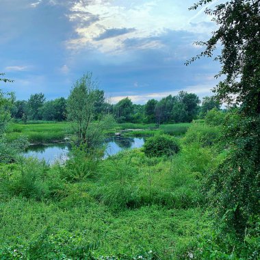 Güzel sulu yeşil, su kenarındaki çimlerin ve ağaçların manzarası, tam doğa, suyun yanındaki yeşil alanlar, suyun etrafındaki çalılar ve mavi gökyüzü.