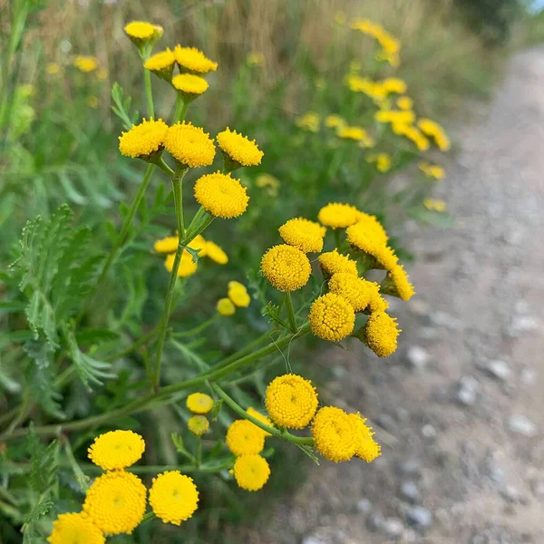 道路によって成長する黄色の小さな花 野生の花 美しい自然 黄色の花弁 小さな花の頭 — ストック写真