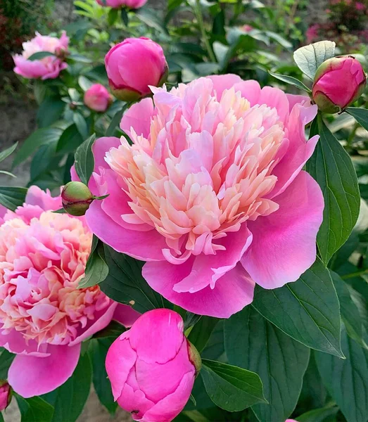 ピンク牡丹美しい大輪の花牡丹の花びら香り高い花庭の花 — ストック写真