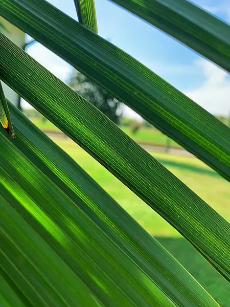 绿色棕榈叶 天空闪烁着穿过锯齿状棕榈叶 热带叶 — 图库照片
