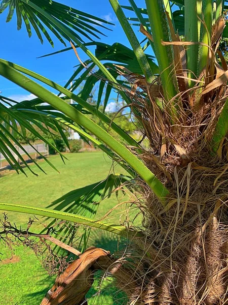 棕榈树干 棕榈树干上的干叶子 热带植物 蓝天和绿草 干棕榈部分 — 图库照片