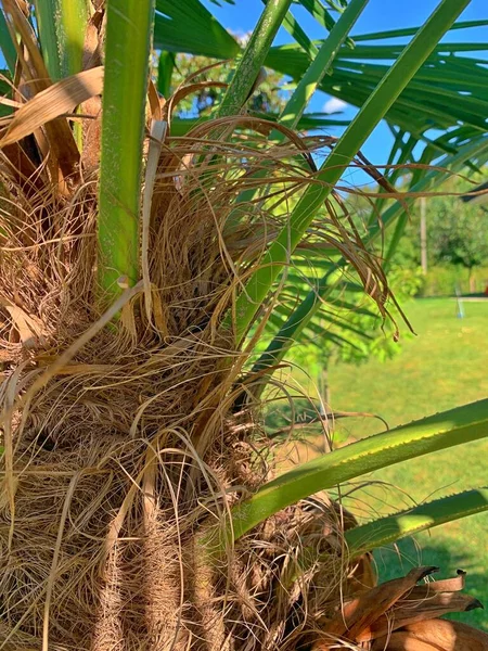 Palm Trunk Dry Leaves Palm Trunk Tropical Plant Blue Sky — Stock Fotó