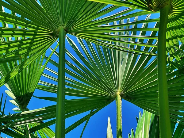 Green Palm Leaves Sky Shining Jagged Palm Leaves Tropical Leaf — Stock Fotó