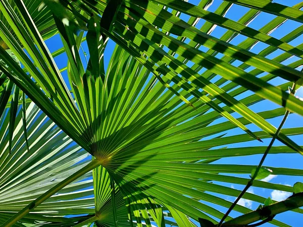 绿色棕榈叶 天空闪烁着穿过锯齿状棕榈叶 热带叶 棕榈林 — 图库照片
