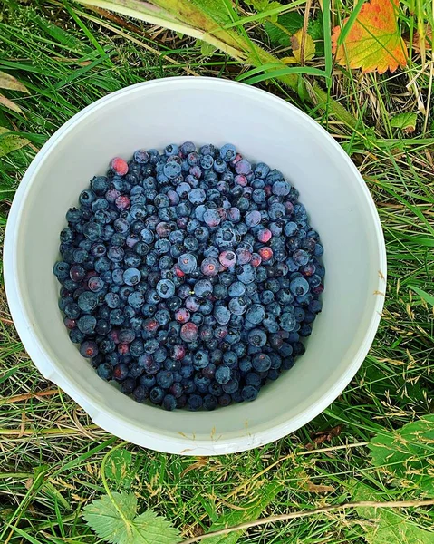 Plastic Bowl Filled Blueberries Picking Blueberries Healthy Fresh Fruit Bowl — Fotografia de Stock